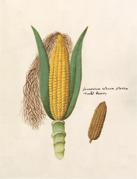 Antique ear of corn drawing | Giclée fine art print | Yellow indigo corn | Farm and food illustration| Kitchen art | Eco-friendly gift (whitespace trimmed)
