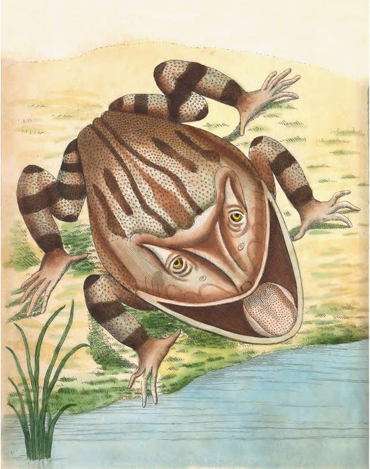 Antique frog art | Horned toad print | 18th century natural history | Water, swamp animal | Modern vintage décor | Eco-friendly gift (whitespace trimmed)