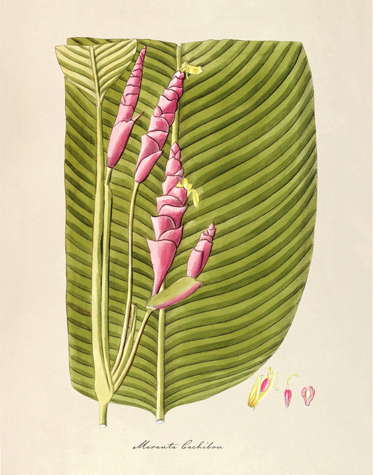 Antique plant & flower art | Maranta cachibou | Prayer plant | Vintage Natural History | Modern vintage decor | Eco-friendly gift (whitespace trimmed)