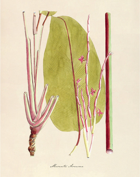 Antique plant & flower art | Maranta arouma | Pray plant | Vintage Natural History | Modern vintage decor | Eco-friendly gift (whitespace trimmed)