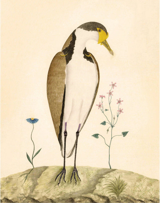 Antique sparrow hawk & flower art | 18th century bird and plants | Natural history print | Animal décor | Modern vintage | Eco-friendly gift (whitespace trimmed)