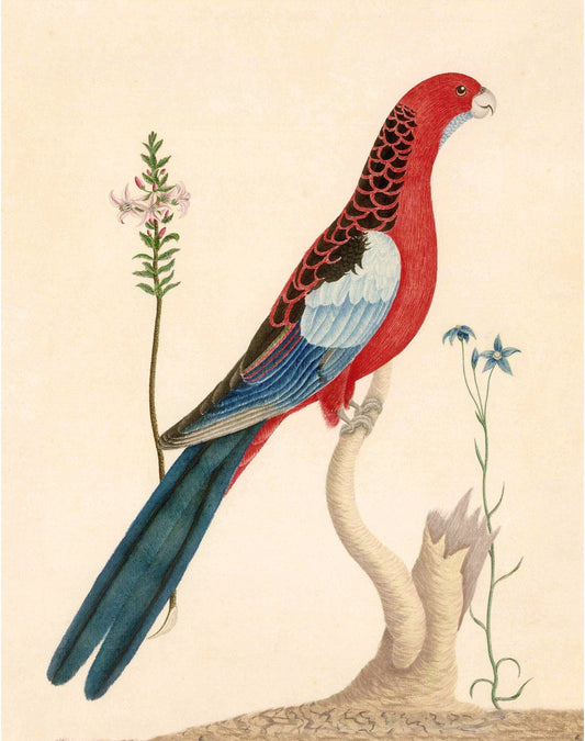 Antique parrot and flower art | 18th century bird and plants | Natural history print | Animal décor | Modern vintage | Eco-friendly gift (whitespace trimmed)