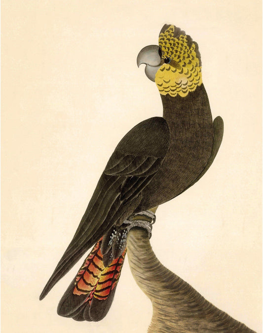 Antique cockatoo art | 18th century bird illustration | Natural history print | Animal wall décor | Modern vintage | Eco-friendly gift (whitespace trimmed)