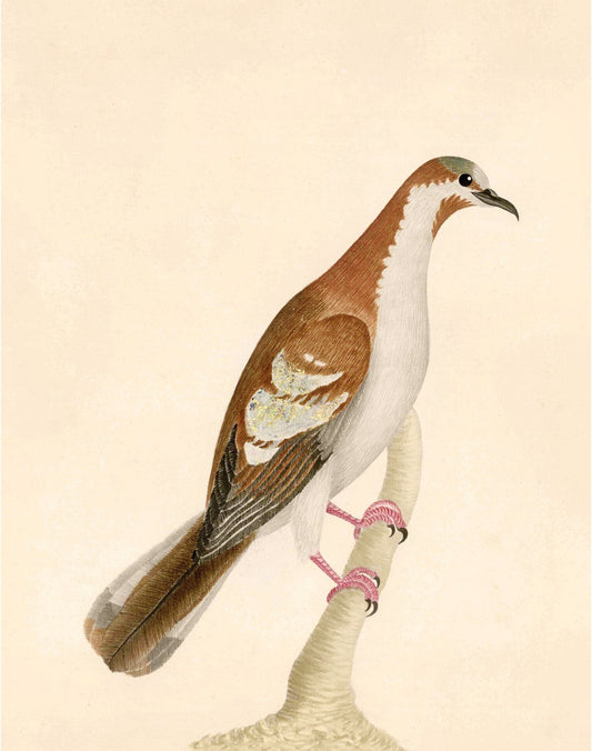 Antique bird art | Pink talons | 18th century bird illustration | Natural history print | Animal décor | Modern vintage | Eco-friendly gift (whitespace trimmed)