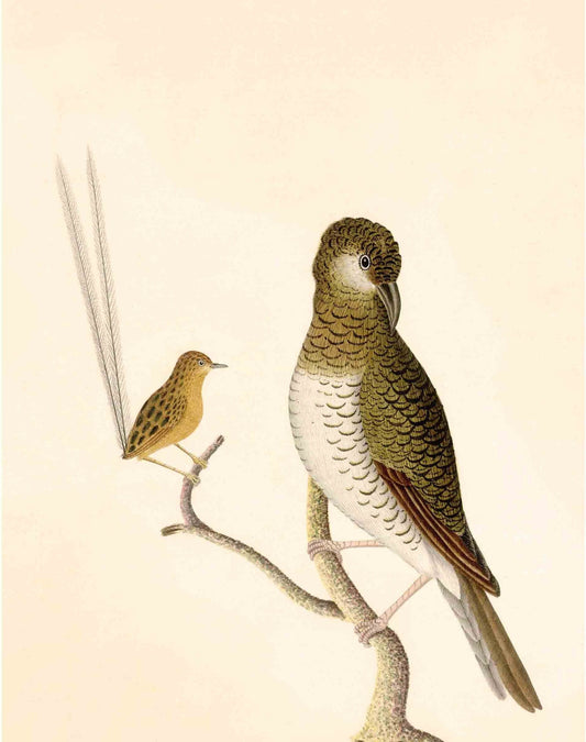 Antique bird art | 18th century wren and thrush illustration | Natural history print | Animal wall art | Modern vintage décor (whitespace trimmed)