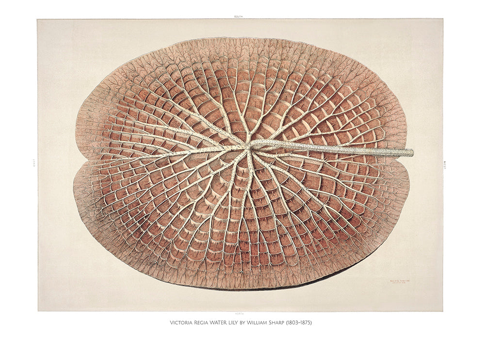 Juego de 6 pósters para pared con galería botánica Le Fleur