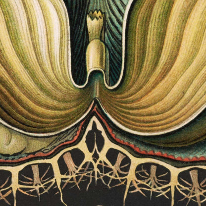 Ascidiae - Corales coloridos Embriología, por Ernst Haeckel