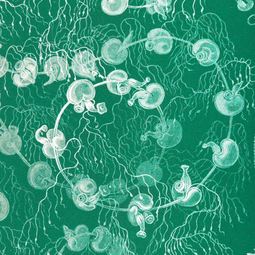 Siphonophorae I de Ernst Haeckel