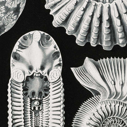 Ammonitida by Ernst Haeckel