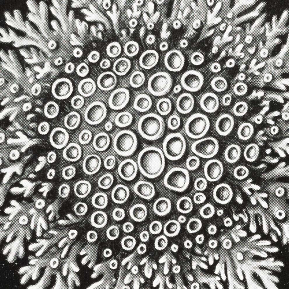 Líquenes de Ernst Haeckel