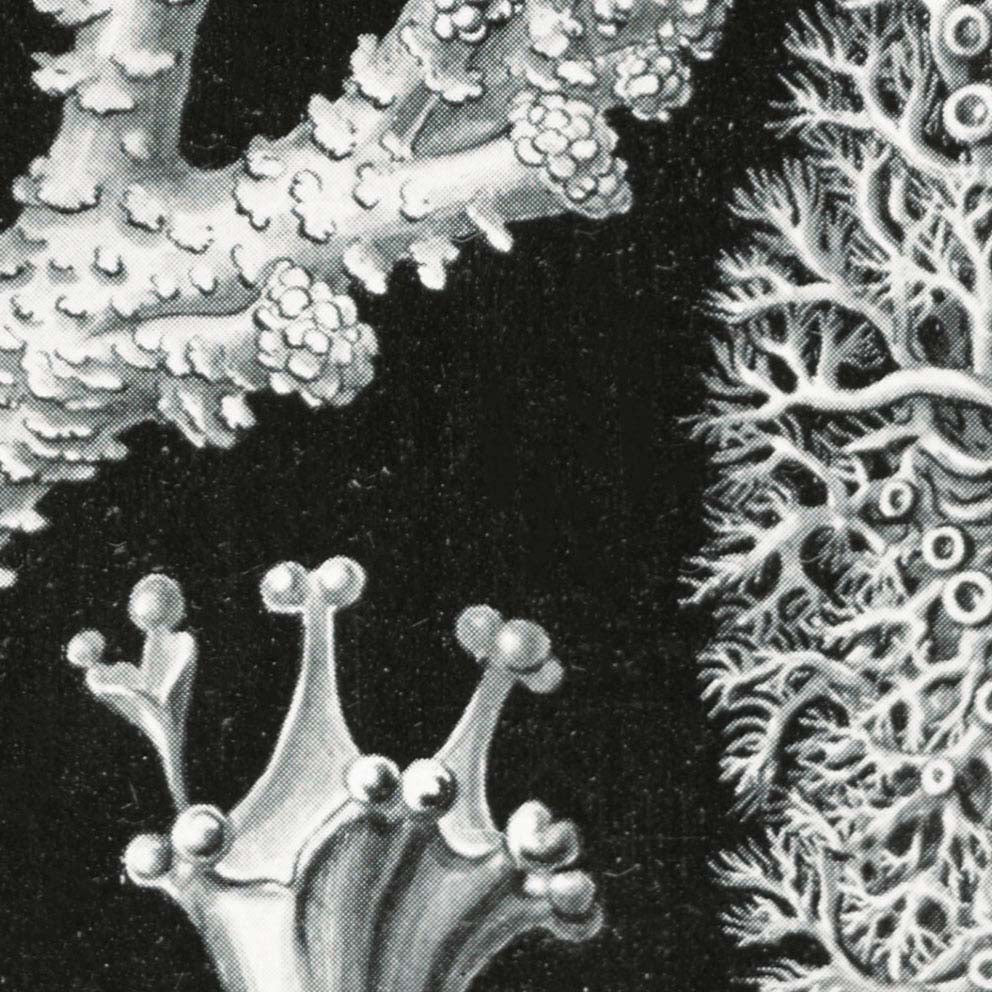Líquenes de Ernst Haeckel