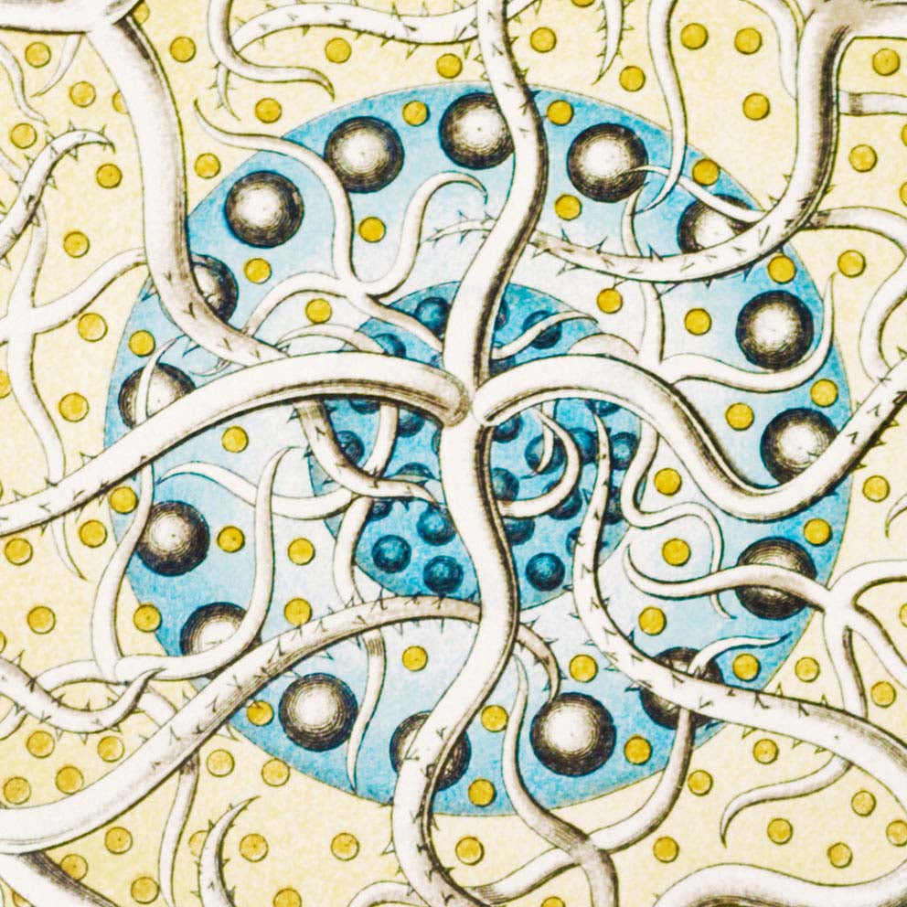 Polycyttaria de Ernst Haeckel