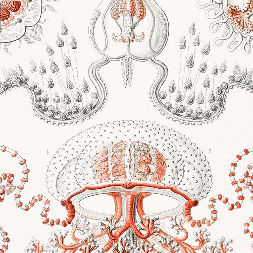 Póster de Anthomedusae de Ernst Haeckel