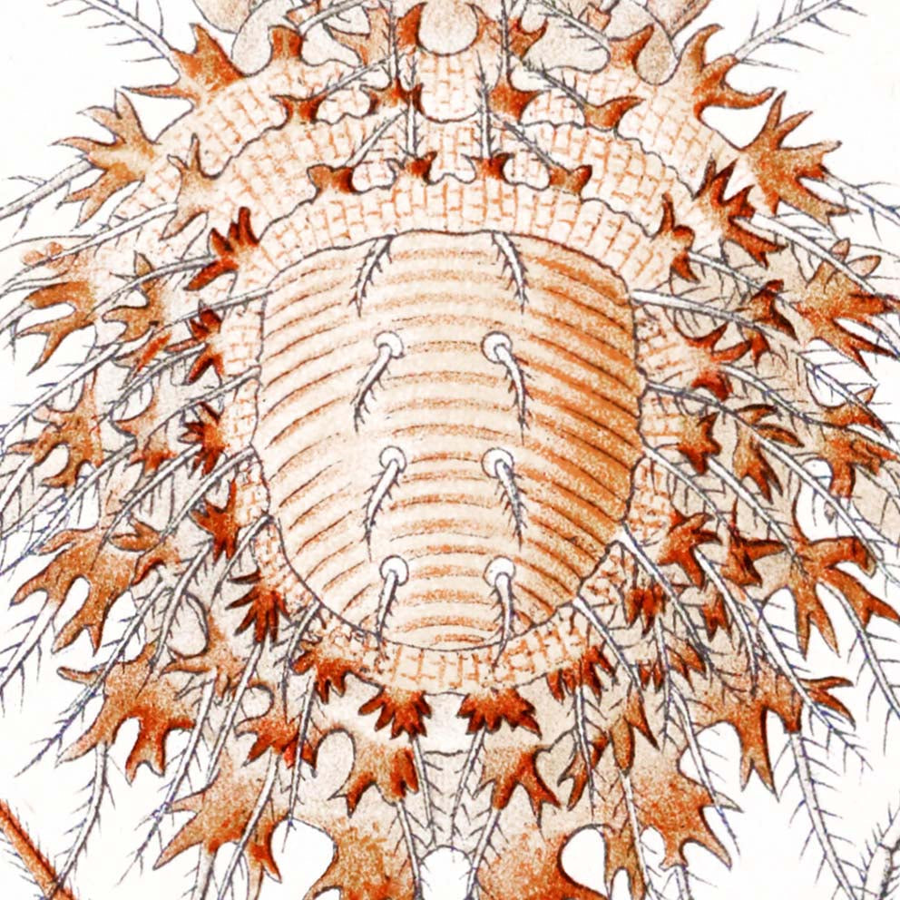 Los arácnidos de Ernst Haeckel