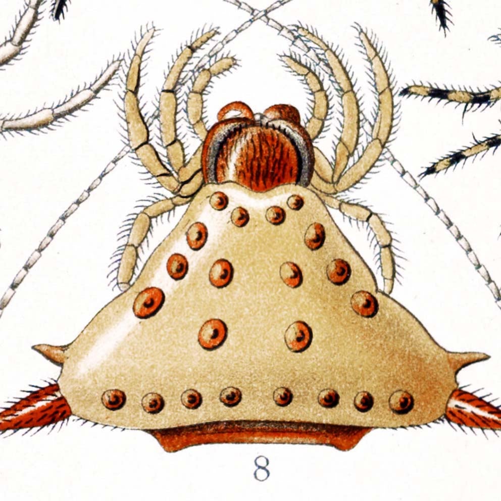 Los arácnidos de Ernst Haeckel