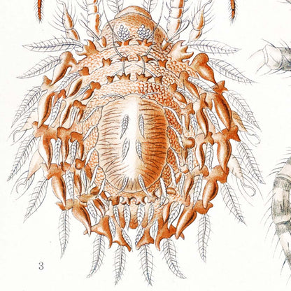 Los arácnidos de Ernst Haeckel
