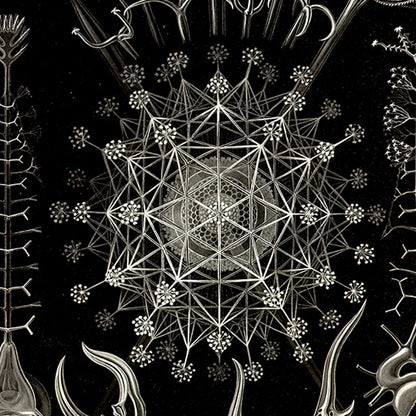 Fedaria de Ernest Haeckel