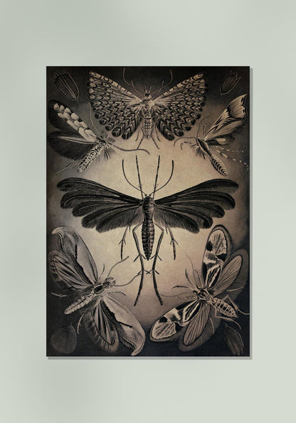 Moths by Ernst Haeckel