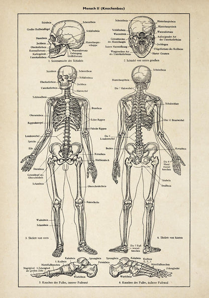 Pósteres de anatomía vintage "Cabeza" Juego de 3 impresiones