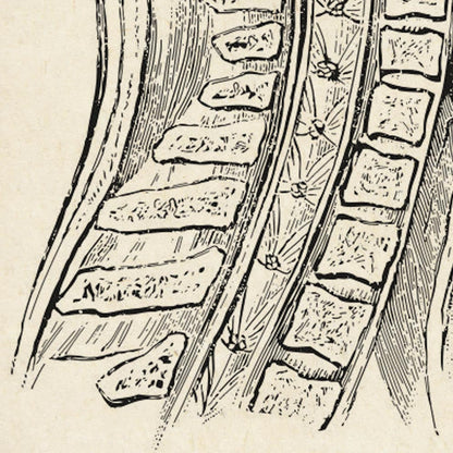 Pósteres de anatomía vintage "Cabeza" Juego de 3 impresiones