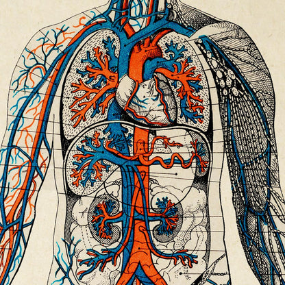 Carteles de anatomía vintage "BLOOD" Juego de 3 impresiones