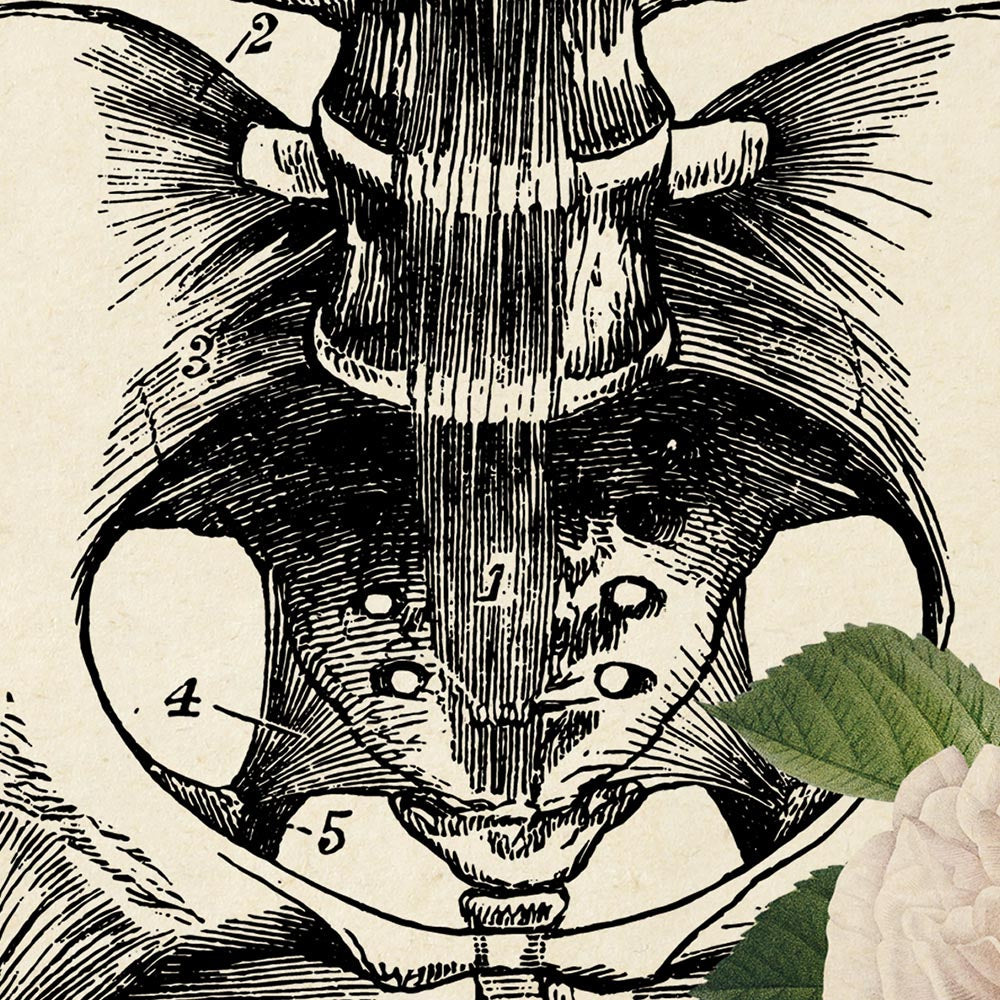 Póster de anatomía vintage "CADERAS Y MANDÍBULA" Juego de 2 impresiones