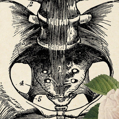 Póster de anatomía vintage "CADERAS Y MANDÍBULA" Juego de 2 impresiones