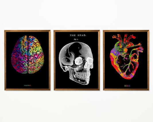 Pósteres de anatomía vintage "REVERSED" Juego de 3 impresiones