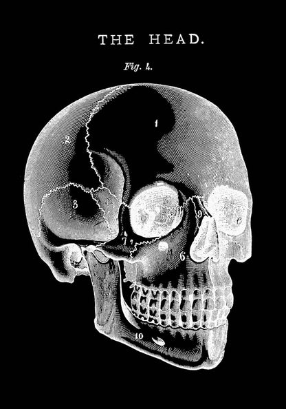 Pósteres de anatomía vintage "REVERSED" Juego de 3 impresiones