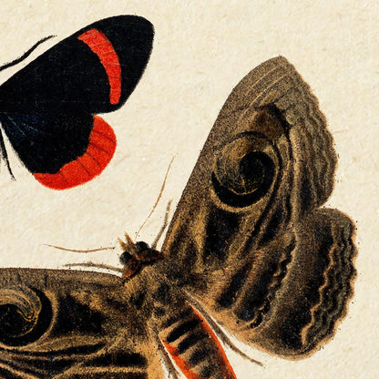 Pósteres de mariposas vintage "PAPILLONS" Juego de 3 impresiones