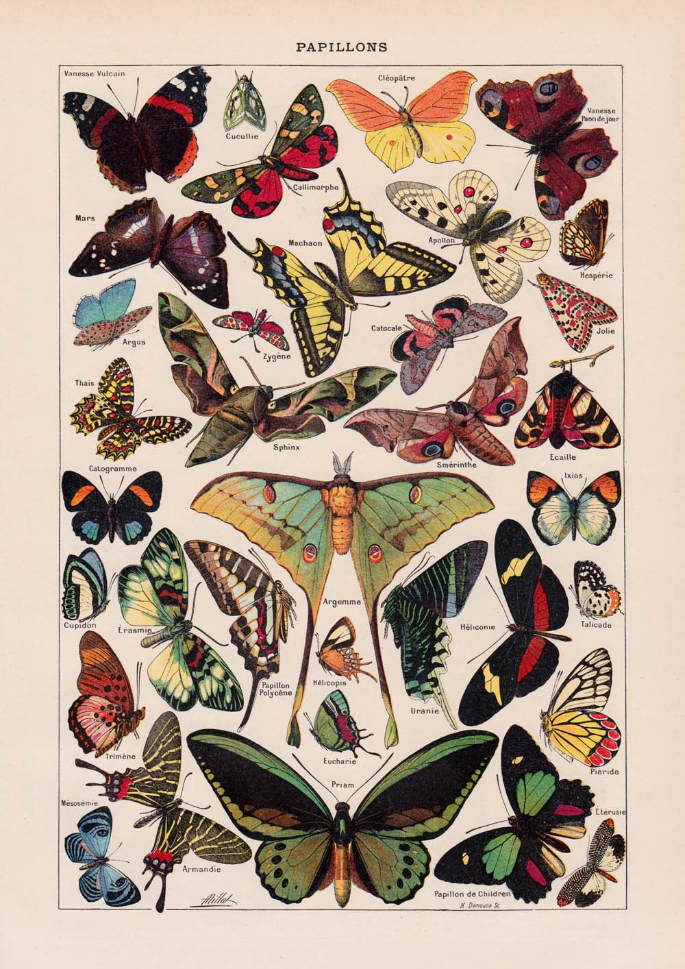 Pósteres de mariposas vintage "PAPILLONS" Juego de 3 impresiones