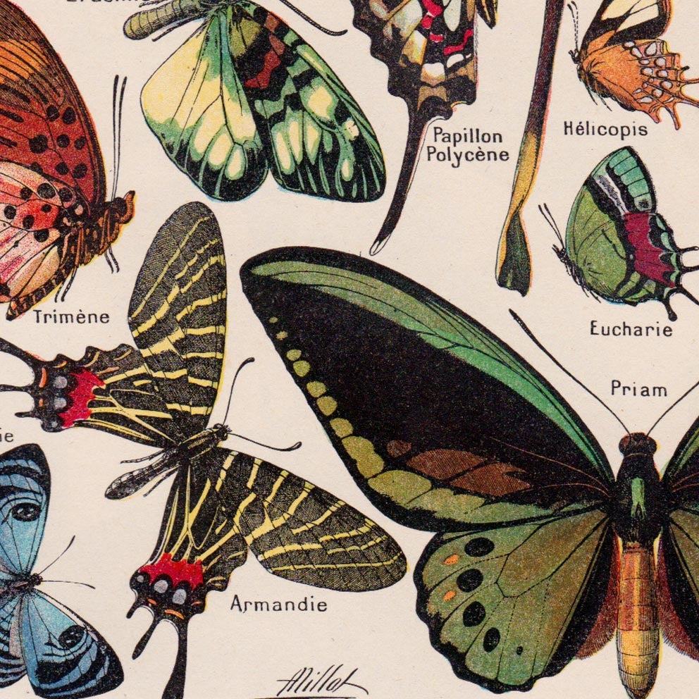 Pósteres de mariposas vintage "PAPILLONS" Juego de 3 impresiones