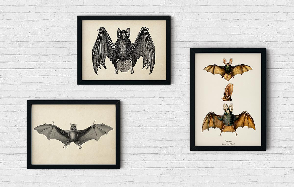 A set of three framed vintage-style posters featuring different bat illustrations, displayed on a white wooden background.