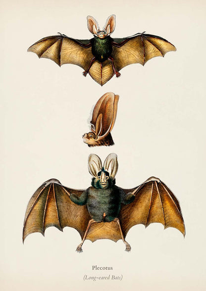Set of 3 bat prints