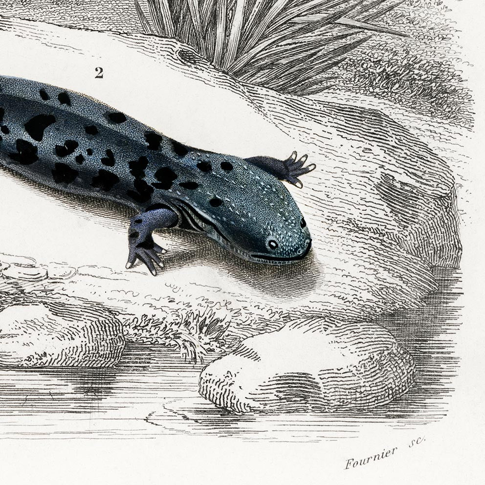 Ilustraciones antiguas de ranas y anfibios. Lote de 3 láminas.