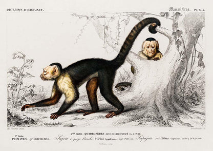 Conjunto de 3 impresiones con ilustraciones de simios y monos antiguos