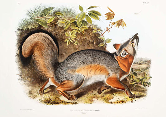 Conjunto de 2 carteles de Fox