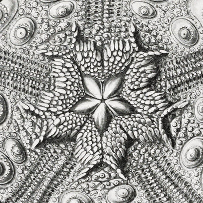 Conjunto de 3 impresiones en blanco y negro