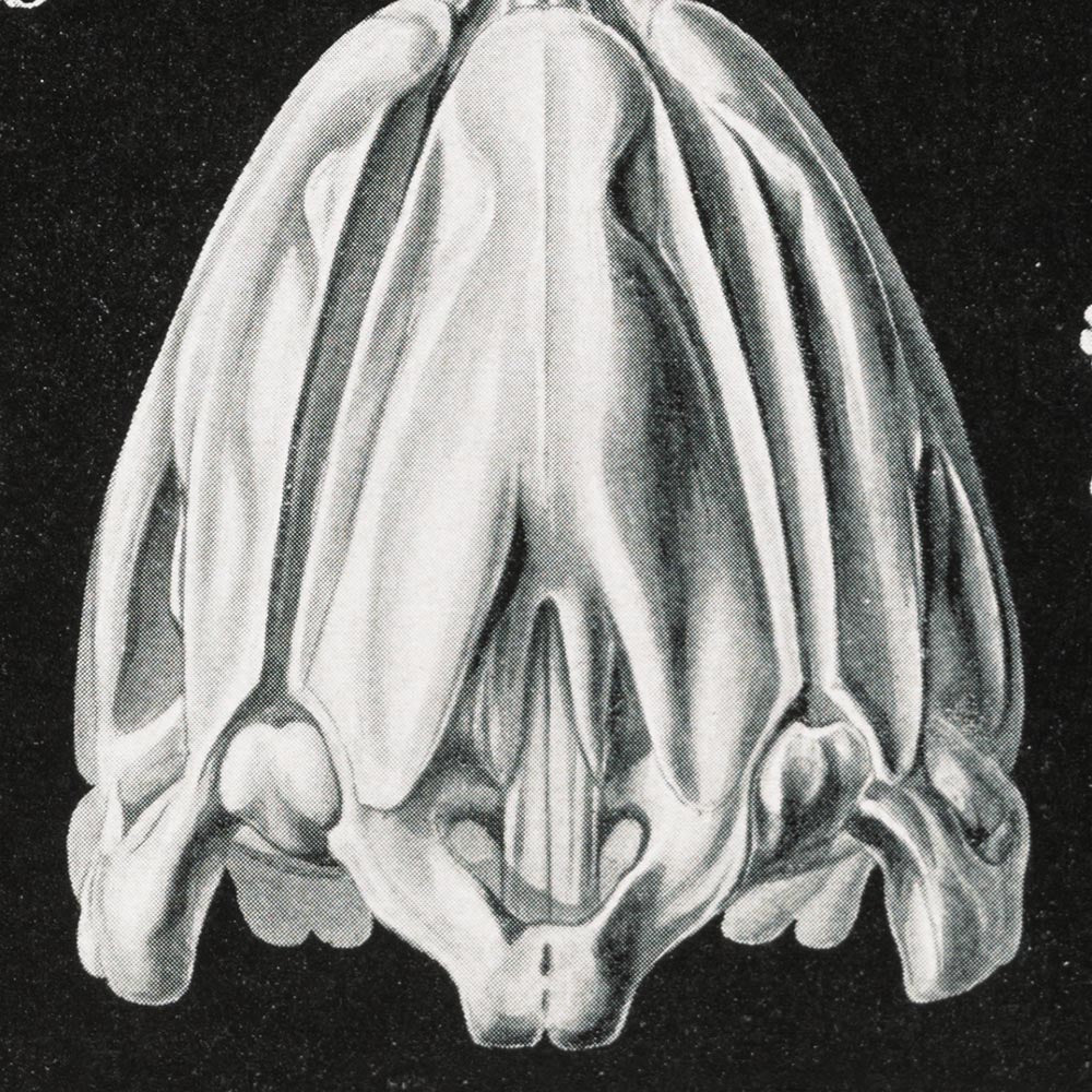 Conjunto de 3 impresiones en blanco y negro