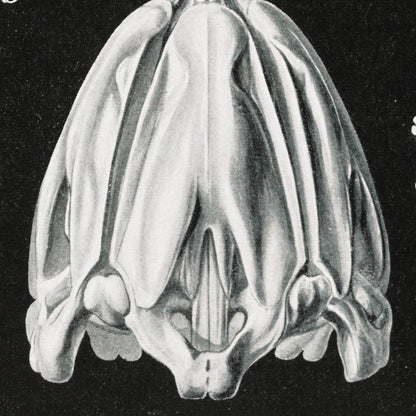 Conjunto de 3 impresiones en blanco y negro