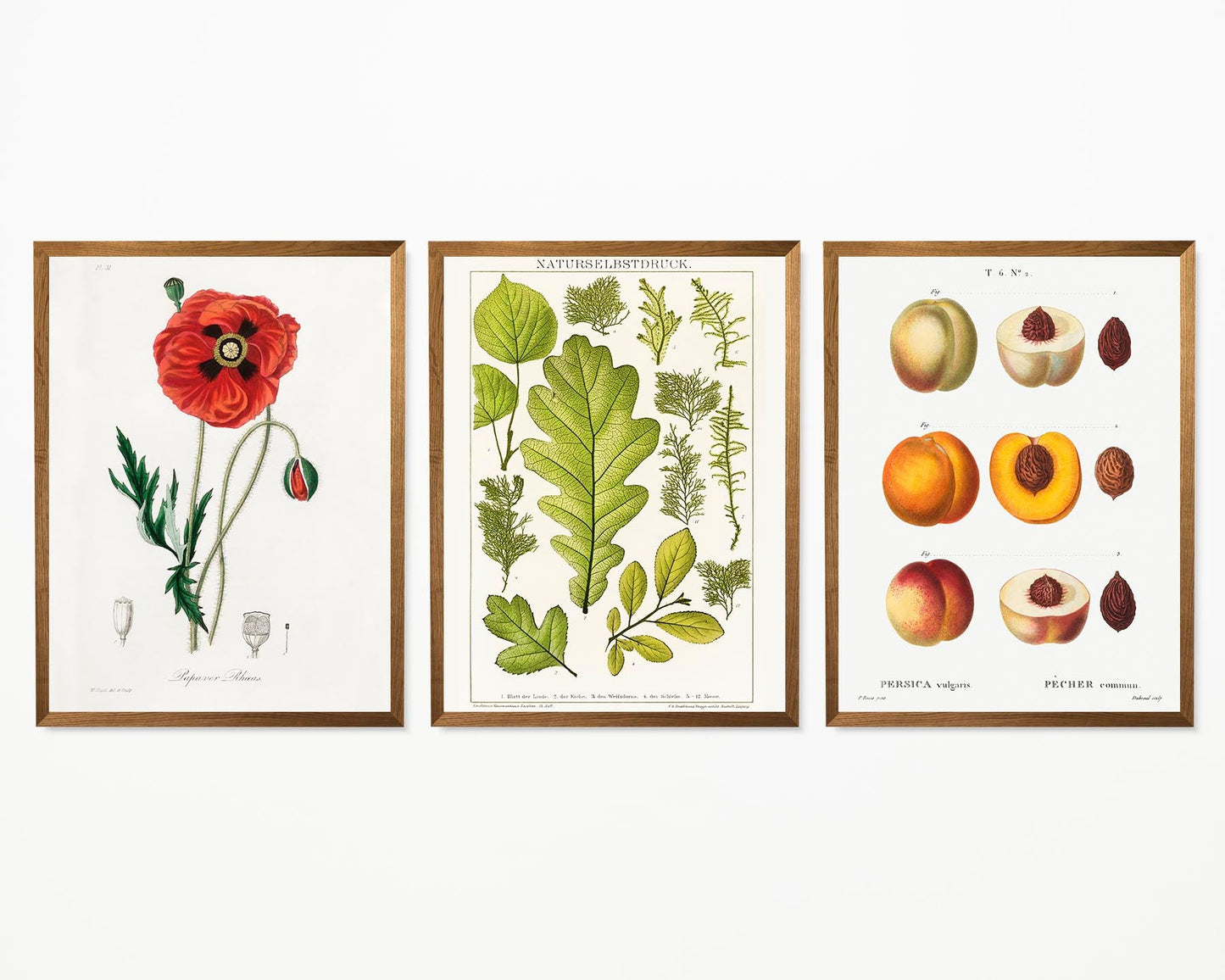 Flower, Leave and Peach Set of 3 Prints