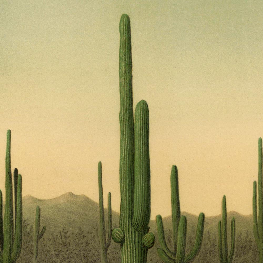 Juego de 3 láminas de cactus y palmeras