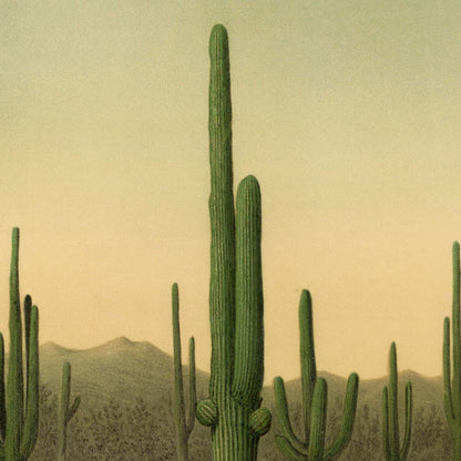 Juego de 3 láminas de cactus y palmeras