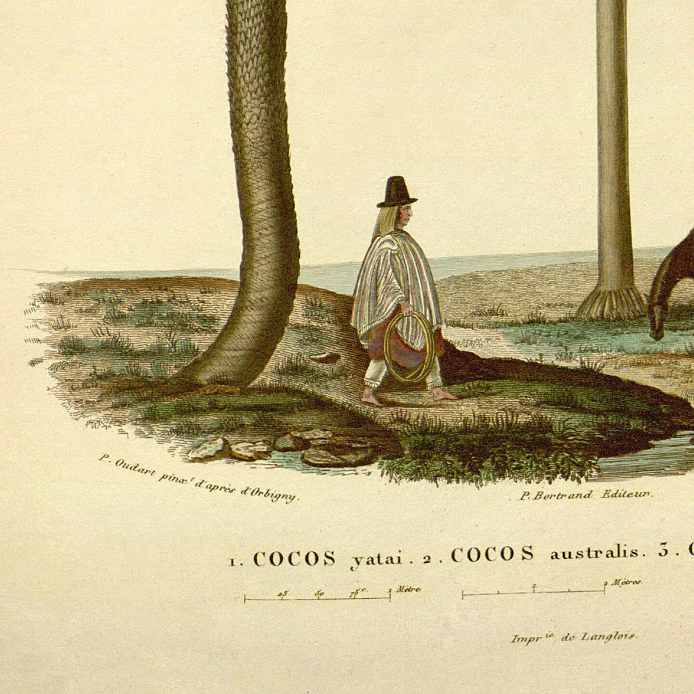 Juego de 3 láminas de cactus y palmeras