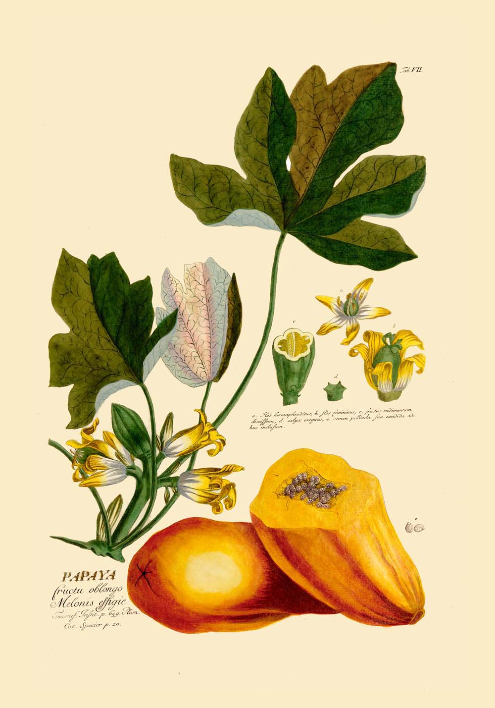 Set de 3 láminas de legumbres y verduras