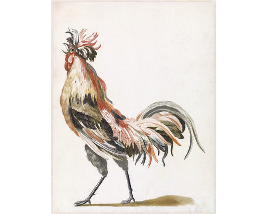 A vintage fine art print of a rooster, predominantly black with red and gray accents, on a white background.