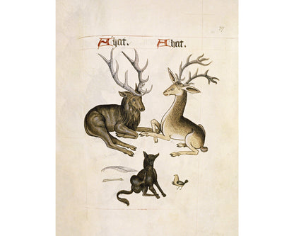 Grabado antiguo de ciervo | Canino, pájaro, hueso y pluma | Arte mural de animales | Pintura de animales salvajes | Ciervo o alce del siglo XVI