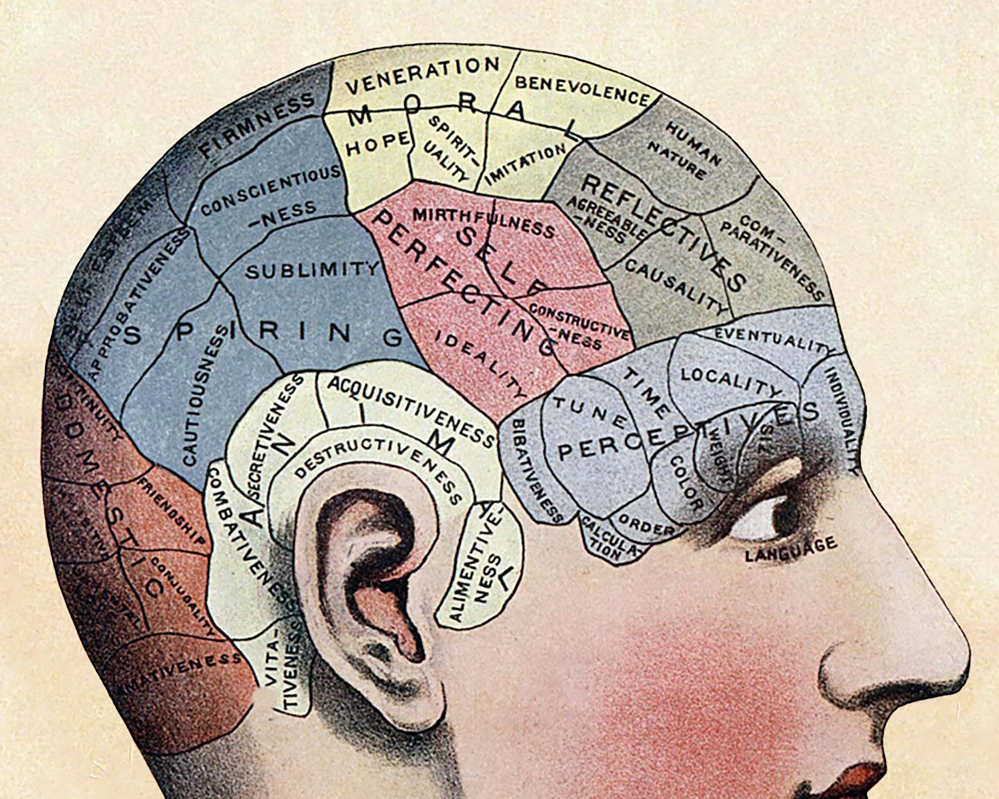 Lámina de mapeo cerebral vintage | Ilustración de la frenología del cráneo | Anatomía de la cabeza humana | Ciencia del cerebro | Giclée Regalo ecológico