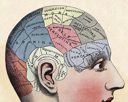 Lámina de mapeo cerebral vintage | Ilustración de la frenología del cráneo | Anatomía de la cabeza humana | Ciencia del cerebro | Giclée Regalo ecológico