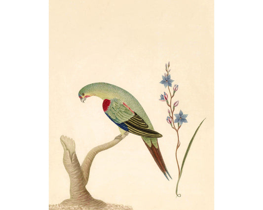 An illustration of a bird with blue and red on its wings perched on a branch with flowers in the background.